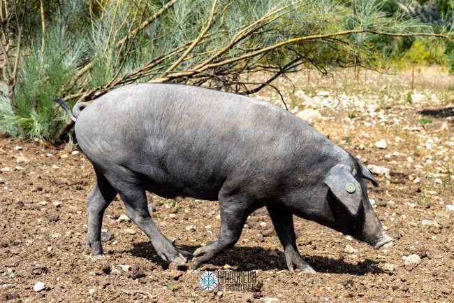 Le cochon Pata Negra, un bijou du patrimoine culinaire espagnol