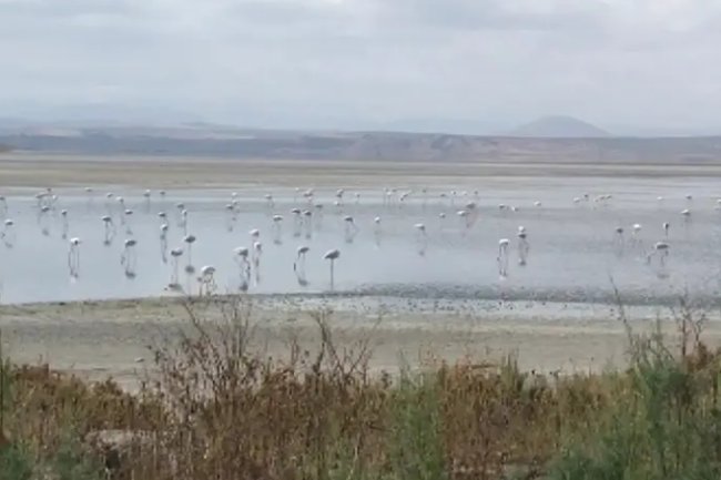 Fuente de Piedra et ses flamants roses : escapade nature à 1h de Malaga