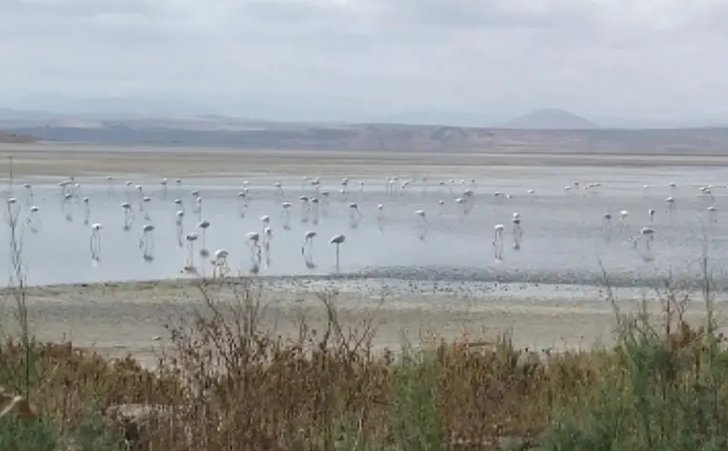 Fuente de Piedra et ses flamants roses : escapade nature à 1h de Malaga